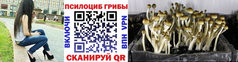 Псилоцибиновые грибы мицелий Хотьково